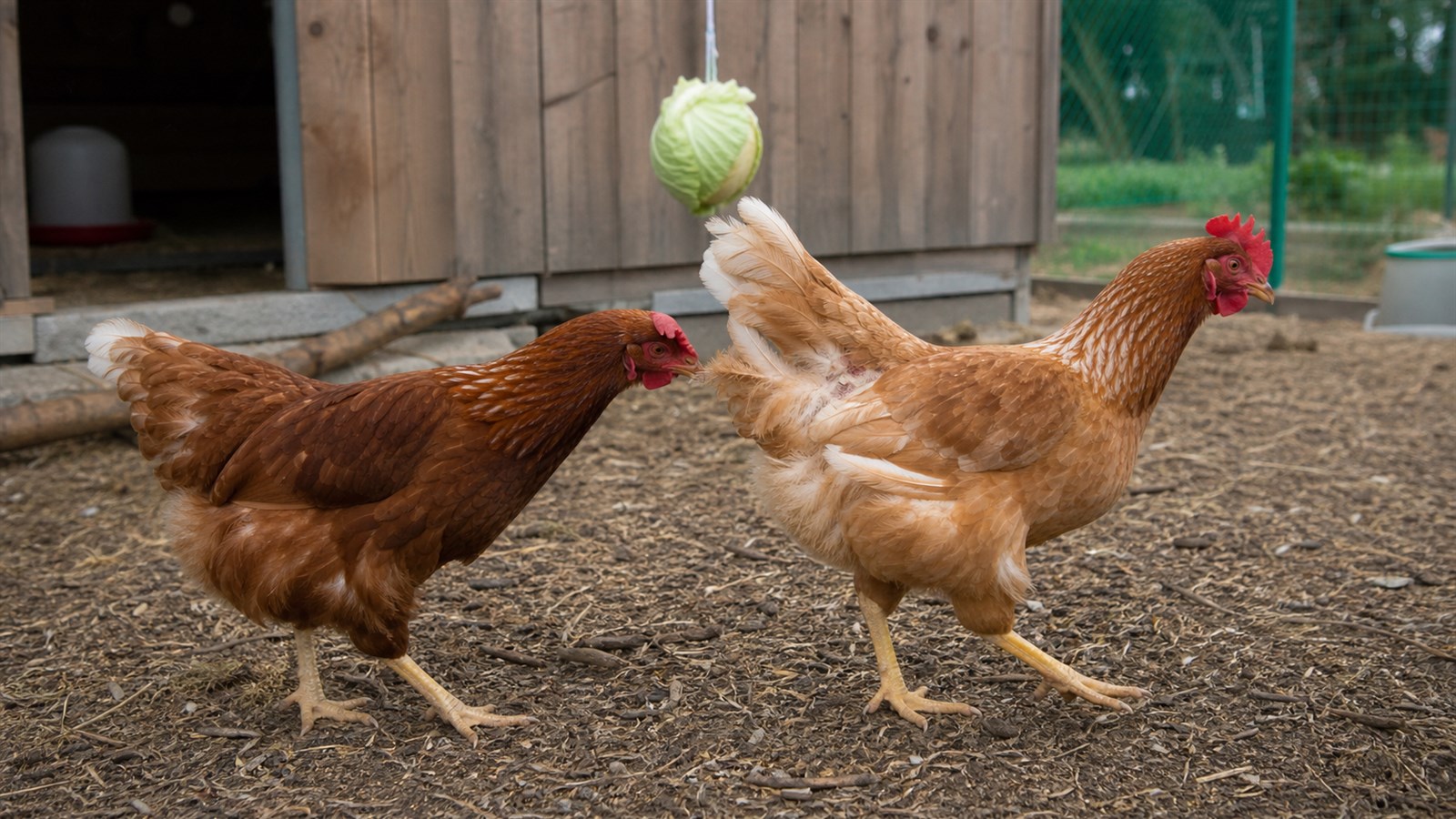 Two backyard hens interacting beside a feeder while a poultry keeper observes their feather condition