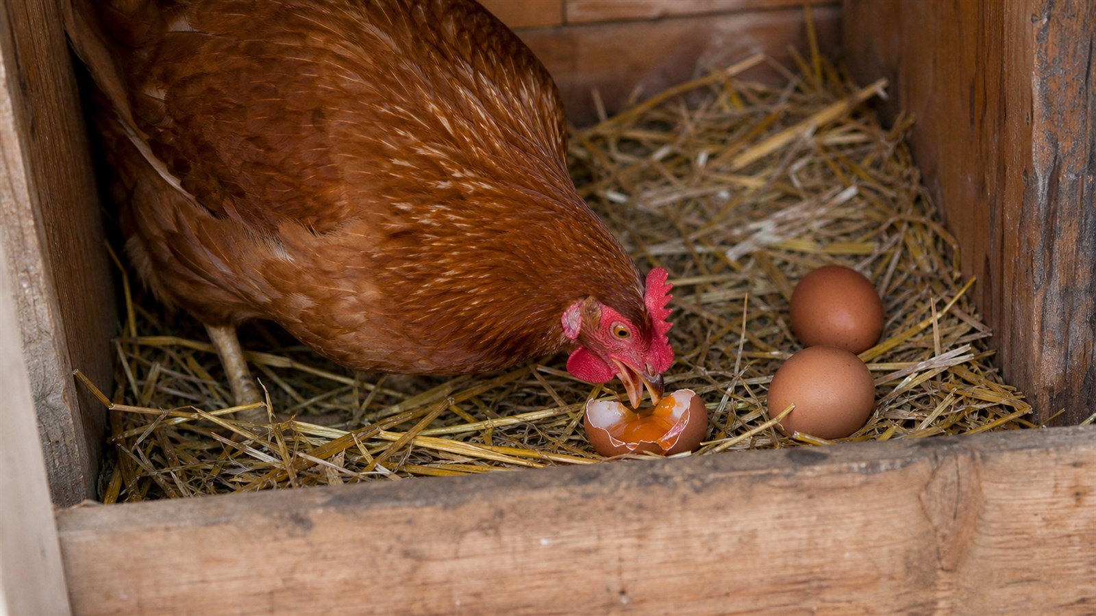 A laying hen inspecting a cracked egg in a clean dimly lit wooden nest box