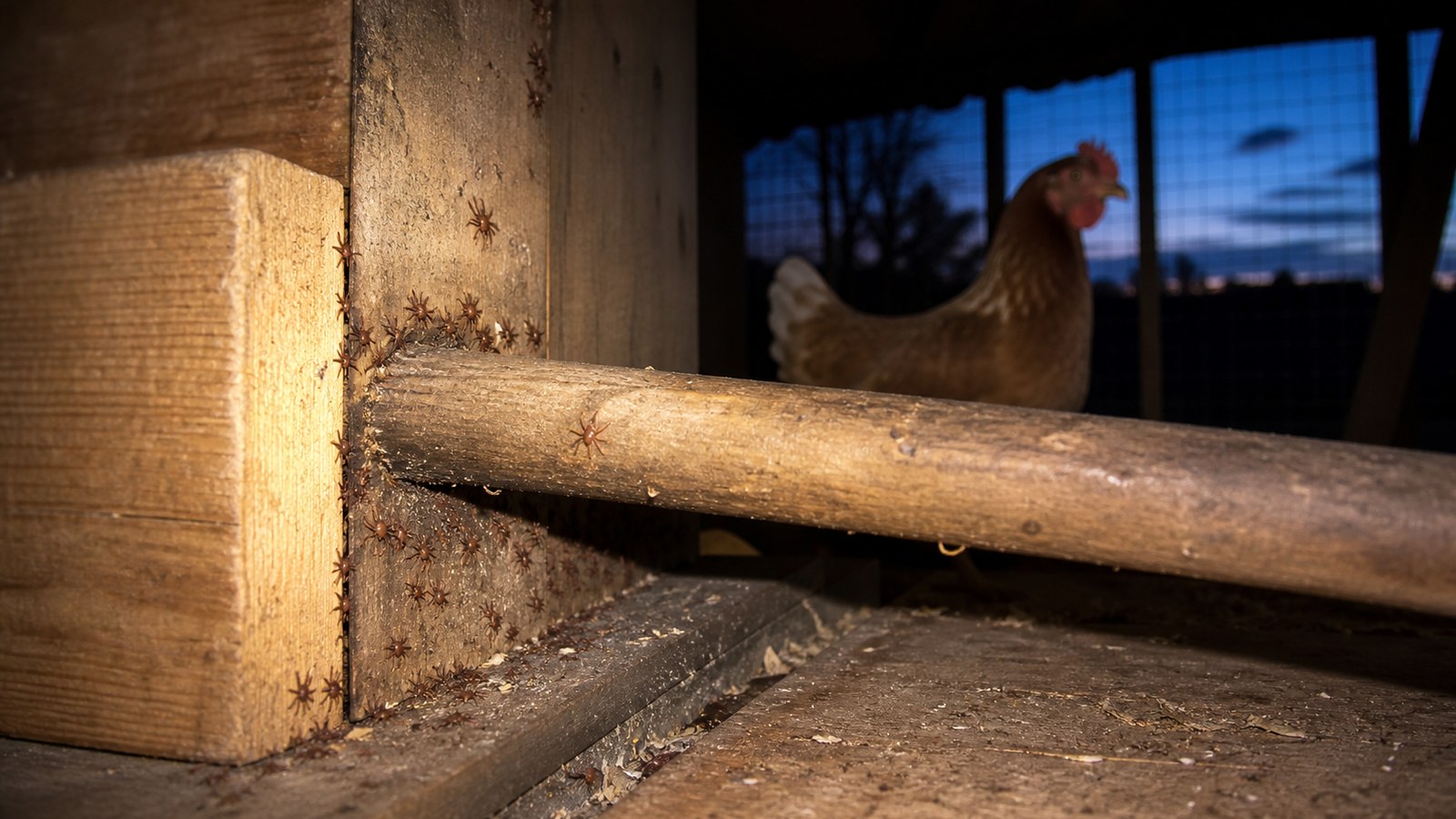 Close-up of a wooden chicken perch with small red mites in cracks and a hen blurred in the background